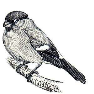   of 6 6 inch x 4 inch Photocards Line Drawing Bullfinch