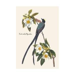  Fork Tailed Flycatcher 20x30 poster: Home & Kitchen