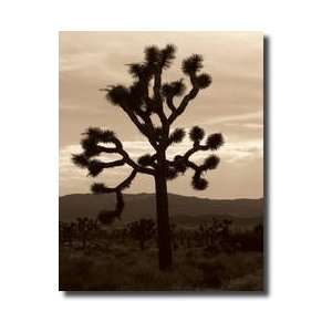  Yucca Brevifolia Iii Giclee Print
