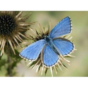  Adonis Blue Male on Carline Thistle, Oxfordshire, England 