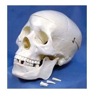 Life Size Plastic Skull Model: Human Anatomy:  Industrial 