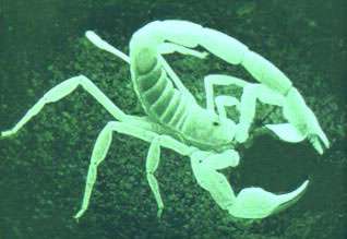   best scorpion adventure stories comes from Mary B. (thanx Mary