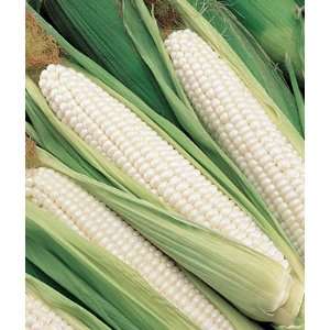  Corn, Silver Choice Hybrid 1 Pkt. (800 seeds) Patio, Lawn 