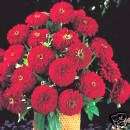 Zinnia Benarys Deep Red 50 Flower Seeds*Large&Majestic  