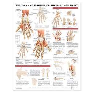  Anatomy and Injuries of the Hand and Wrist Anatomical 