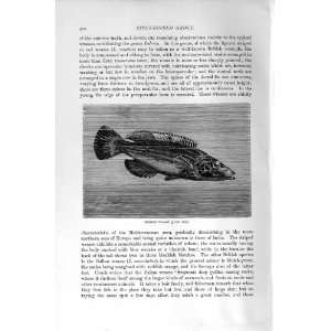  STRIPED WRASSE FISH NATURAL HISTORY 1896 SPINY FINNED 