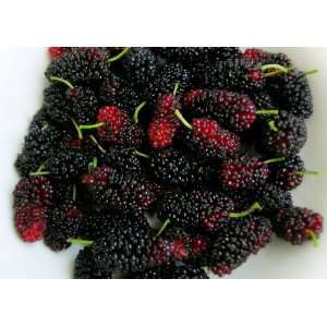  Morus BLACK PERSIAN MULBERRY Tree 5 gallon, CUTTING OR AIR 