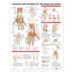   and Injuries of the Hand and Wrist Anatomical C 9781587799143  
