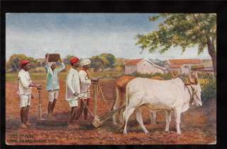 tuck wide world cattle farming mysore india postcard  