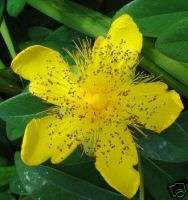 Hypericum calycinum ST JOHNS WORT Seeds  