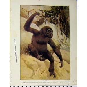  Gorilla 1926 Orang Utan Wild Animals Natural History