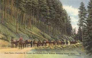 vintage postcard of a pack train in the Coeur dAlene National Forest 