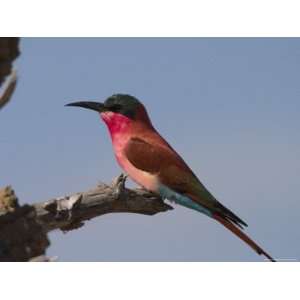 Carmine Bee Eater, Merops Nubicus, Chobe River, Chobe National Park 