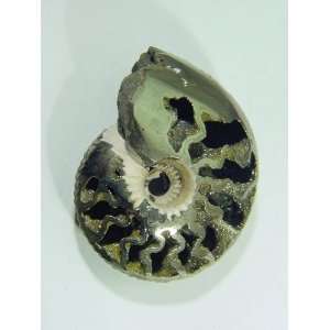 Iron pyrite ammonite lapidary fossil specimen Rondiceras