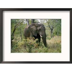  African Elephant in the Bush Collections Framed 