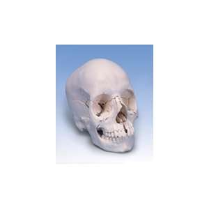  Skull Kit   Anatomical Version, 22 part Health & Personal 