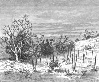 CENTRAL ASIA Vegetation of Kyzyl Kum, old print, c1885  
