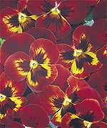 Annual: Panola FIRE PANSY Seeds   Dark Red/Yellow Flame  