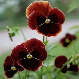  Pansy  Viola Swiss Giant  Claret  25 Seeds Patio, Lawn 