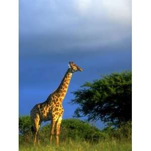  Giraffe in Veld, Ithala Game Reserve, South Africa 