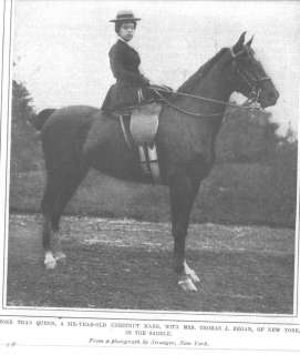 1905 j photo/image mrs thomas regan stranger saddle horse  