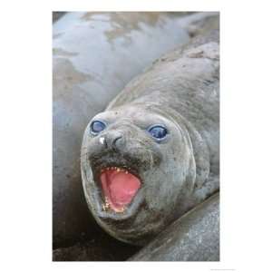  Southern Elephant Seal, Young Bull Wallowing, Campbell 