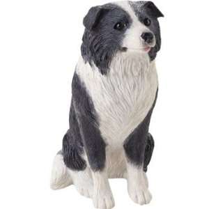  Border Collie   Small Size 