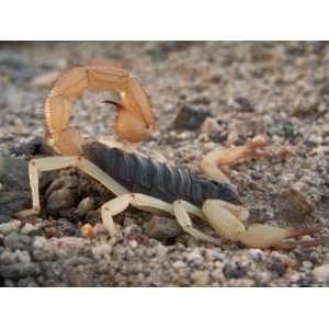 Desert Hairy Scorpion, Great Basin, Nevada, USA Art Photographic 