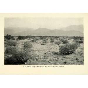 1913 Print Sage Brush Greasewood Colorado Desert Cactus Landscape 