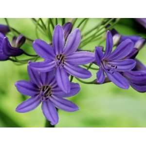  Agapanthus Cobalt (African Lily), Close up of Lilac Blue 