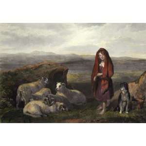  Lassie Herding Sheep