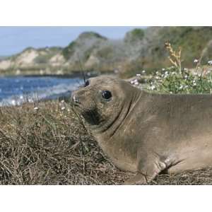 Northern Elephant Seal in Ano Nuevo State Reserve, California 