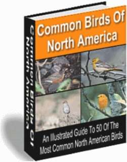 Common Birds of North America John Scotts