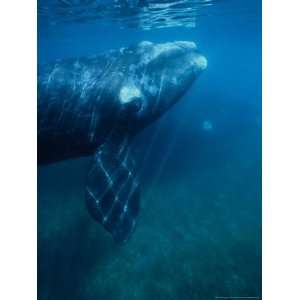  Southern Right Whale, Underwater, Valdes Peninsula Animals 