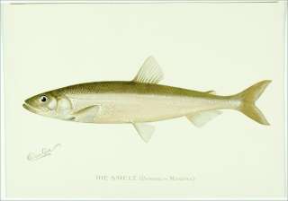 1896 Original Antique DENTON SMELT Fish Print  