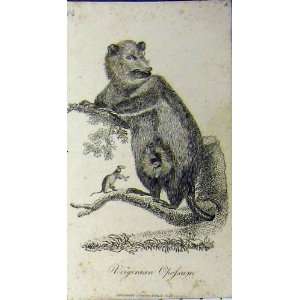  Virginian Opossum Natural History Print 1802 Johnson