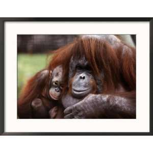 Orang Utan Mother and Baby, April 1991 Collections Framed Photographic 