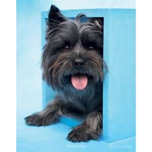  Hale Cute Puppy Dog Animal Poster 16 x 20 inches: Home 