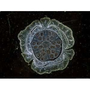 Lily, Developing Embryos Photos To Go Collection 