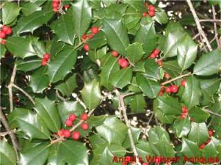 Real Fresh Cut Holly Boughs Branches LOTS OF RED BERRIES Sprigs Greens 