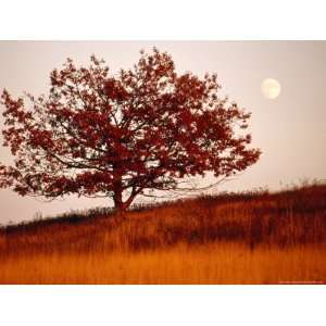 Tree in Autumn Foliage on a Grassy Hillside with Moon Rising Over All 