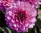 DAHLIA MELODY FANFARE NO. 1 1 FLOWER BULB TUBER PACK