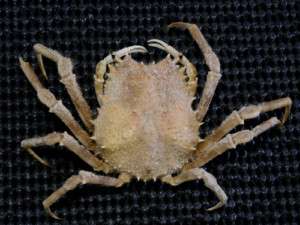 Formosa/Crab/ Schizophrys aspera 121mm*77.5mm.  
