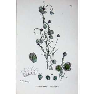  Botany Plants C1902 Flax Dodder Cuscuta Epilinum Flower 