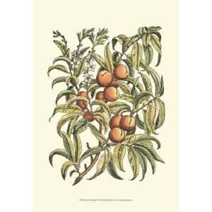 Peach Tree Branch by Duhamel De Monceau 13x19  Kitchen 