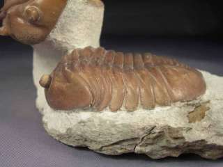   rare ordovician trilobites of the st petersburg region about 17 years