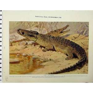   Nile Crocodile Wall Lizards Wild Animals Old Print