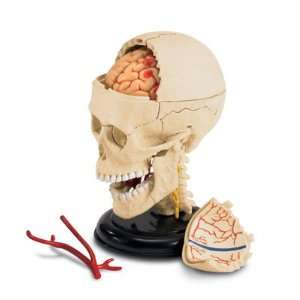  Cranial Nerve Skull 4D Anatomy Model Toys & Games