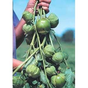  Cisineros Tomatillo (30 seeds) A Super Large Tomatillo 