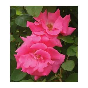  Rosa Zephirine DrouhinFall Shipped: Patio, Lawn & Garden